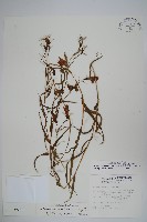 玉山沙參藏品圖，第1張