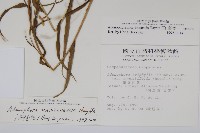 玉山沙參藏品圖，第2張