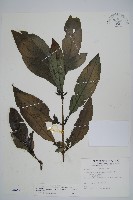 長穗馬藍藏品圖，第1張