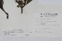 長穗馬藍藏品圖，第2張