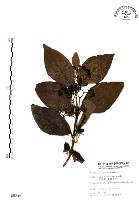 杜虹花，台灣紫珠藏品圖，第1張