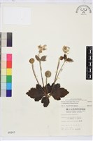 小白頭翁、野棉花藏品圖，第1張