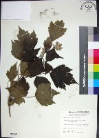 台灣牡丹藤、台灣草牡丹藏品圖，第1張