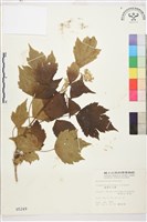 台灣牡丹藤、台灣草牡丹藏品圖，第2張