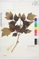 台灣牡丹藤、台灣草牡丹藏品圖，第2張