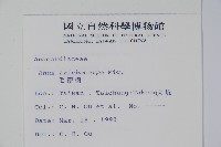 毛漆樹藏品圖，第2張