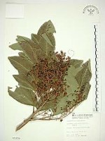 無患子藏品圖，第1張