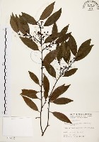 山肉桂、台灣肉桂藏品圖，第1張