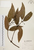 土肉桂藏品圖，第1張