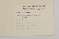 無心菜、鵝不食草藏品圖，第2張