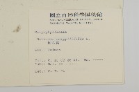 無心菜、鵝不食草藏品圖，第2張