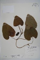 大葉馬兜鈴藏品圖，第1張