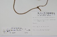 大葉馬兜鈴藏品圖，第2張