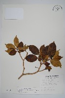 南洋馬蹄花藏品圖，第1張