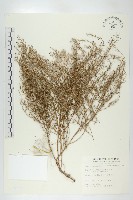 獨行菜藏品圖，第1張
