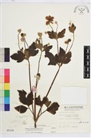 小白頭翁、野棉花藏品圖，第1張