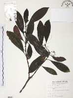 九節木、牛屎烏、青龍吐霧藏品圖，第1張