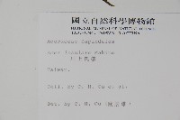 大屯尖葉槭, 川上氏槭藏品圖，第2張