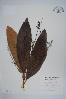 鈍葉大果漆, 小葉大果漆藏品圖，第1張