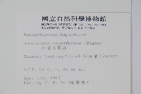 鈍葉大果漆, 小葉大果漆藏品圖，第2張