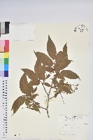 南燭藏品圖，第1張