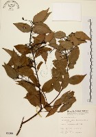 山肉桂、台灣肉桂藏品圖，第1張