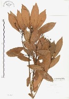 豬腳楠藏品圖，第1張