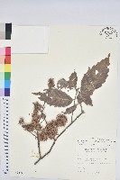 臺灣苦櫧藏品圖，第1張