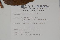 阿里山忍冬、漸尖葉忍冬藏品圖，第2張