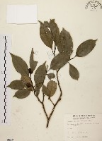 秀柱花藏品圖，第1張