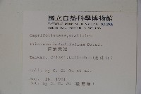 樺葉莢迷、玉山莢迷藏品圖，第2張