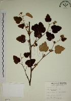 臺灣懸鉤子藏品圖，第1張