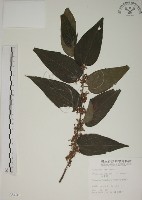 山黃麻藏品圖，第1張