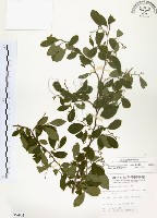 灰木藏品圖，第1張