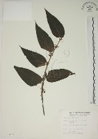 山黃麻藏品圖，第1張