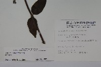 裡白忍冬、紅腺忍冬藏品圖，第2張