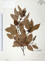 樟樹藏品圖，第1張