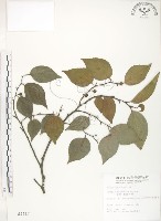 石朴藏品圖，第1張