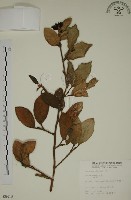 薜荔藏品圖，第1張