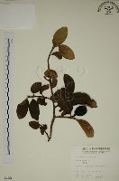 薜荔藏品圖，第1張