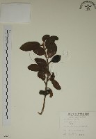 薜荔藏品圖，第1張