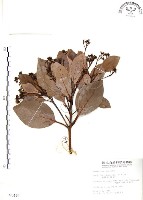 豬腳楠藏品圖，第1張