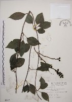 阿里山五味子藏品圖，第1張