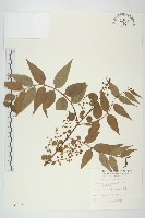 臺灣馬桑藏品圖，第1張