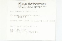 臺灣馬桑藏品圖，第2張