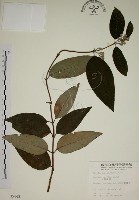 大葉溲疏藏品圖，第1張
