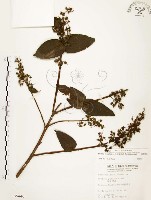 心基葉溲疏藏品圖，第1張