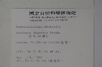 忍冬、金銀花藏品圖，第2張