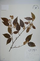 呂宋莢迷藏品圖，第1張