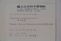 呂宋莢迷藏品圖，第2張